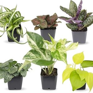 Houseplants